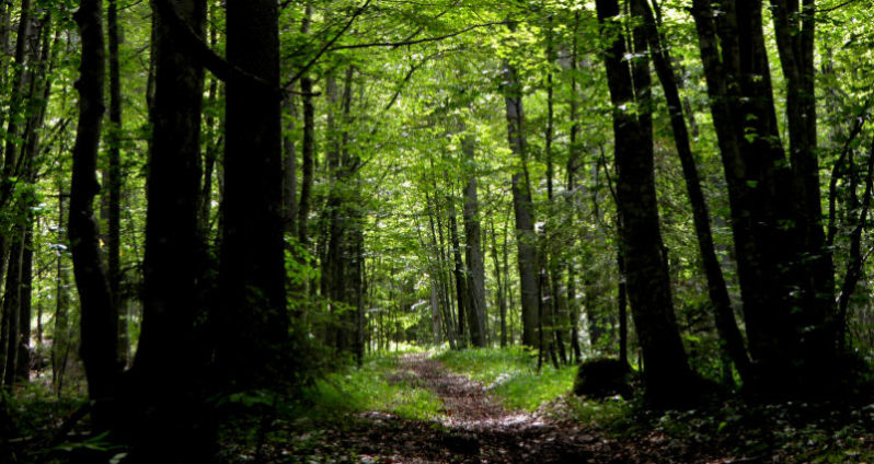 foresta-di-Somadida-798x424
